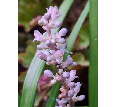 Офіопогон японський (Ophіopogon japonicus)